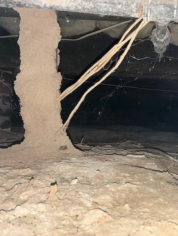Termite Control