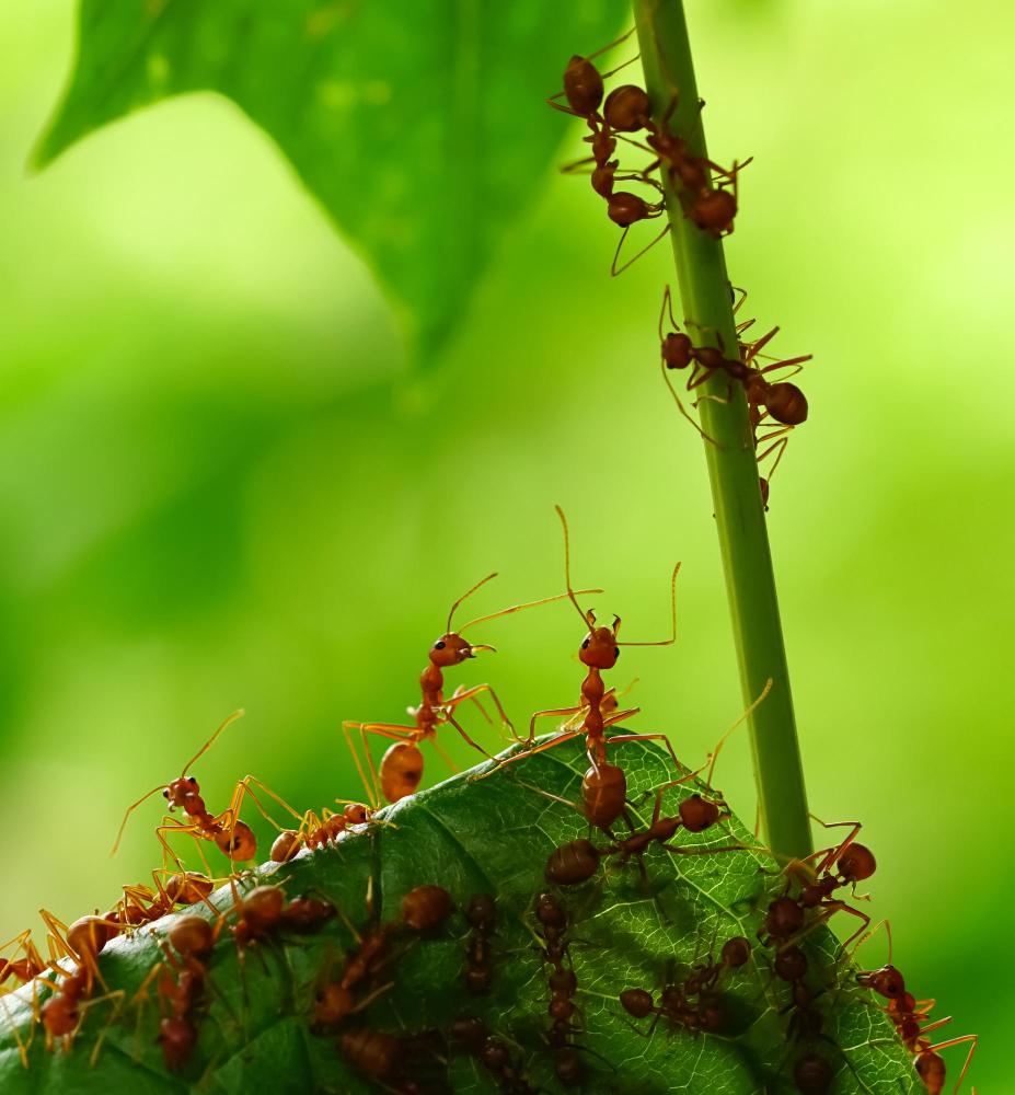 Ants in the Carolinas