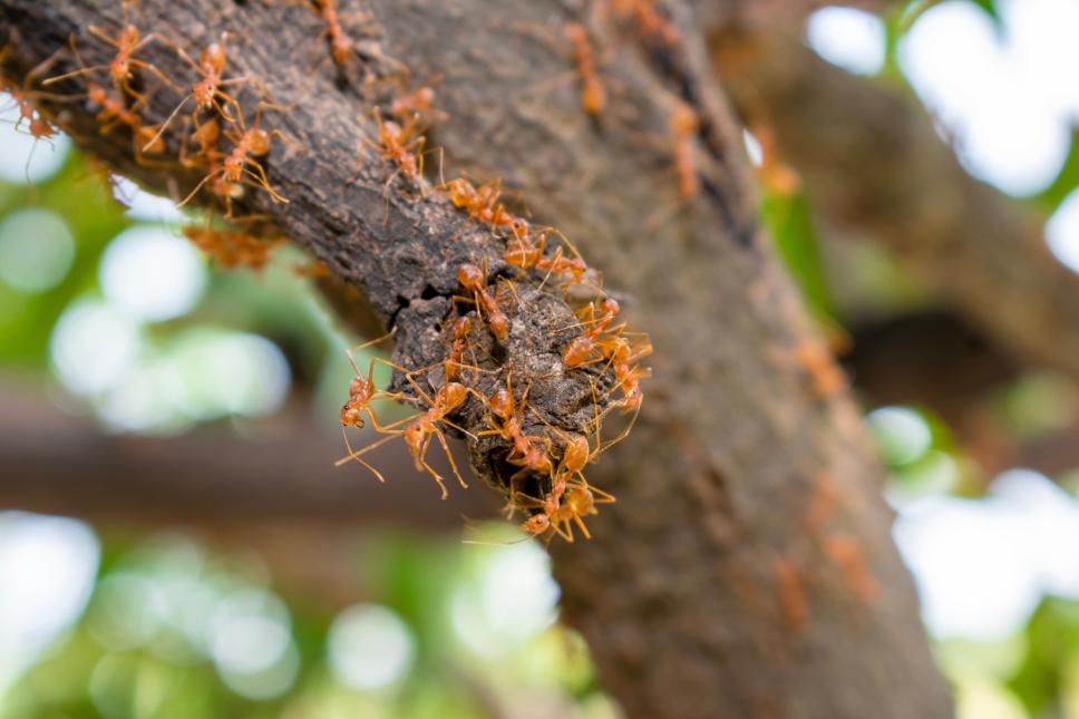 McDuffie Pest Control Van