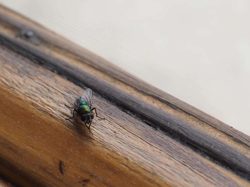 Integrated Pest Management