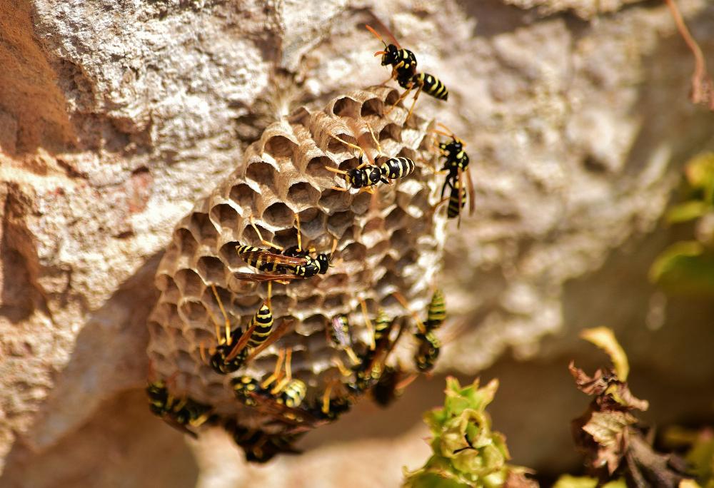 Wasp Nest Removal