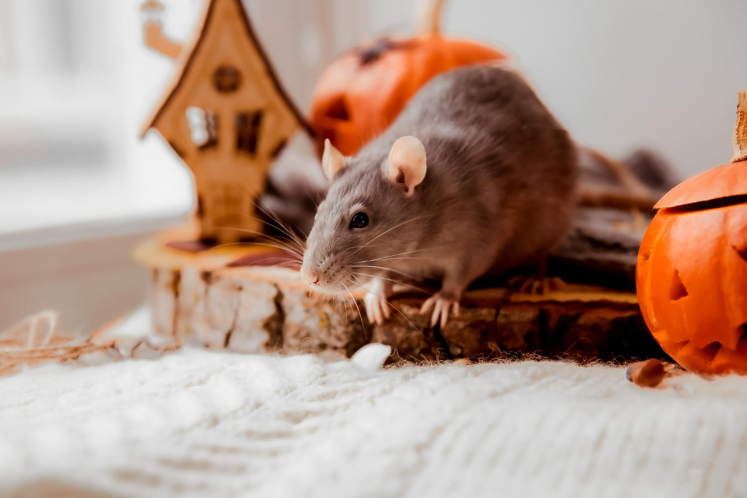 Rodent Control McDuffie Pest Control