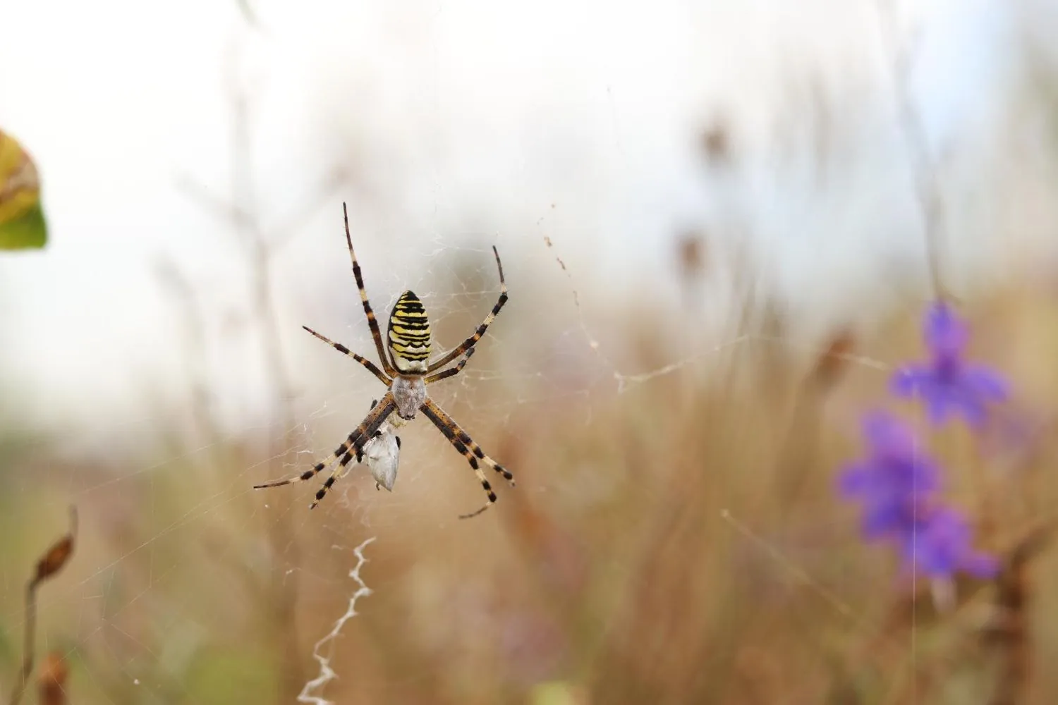 Spiders image Rodent Control McDuffie Pest Control