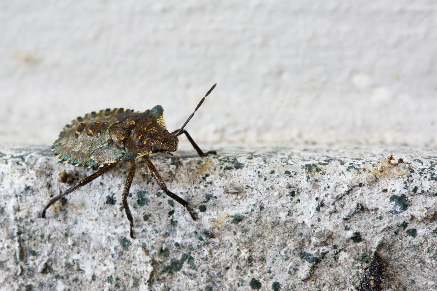 StinkBugs image termites in wood