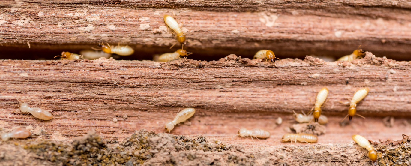 termites in wood