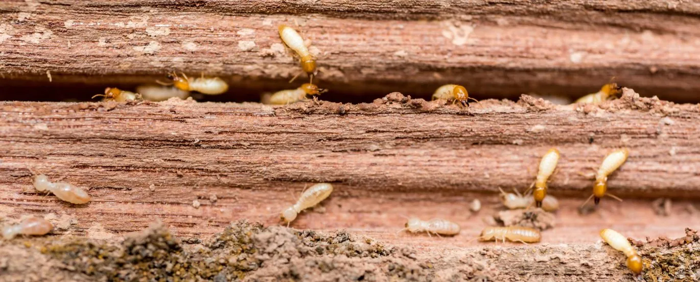 Termiteseatingwood image termites in wood