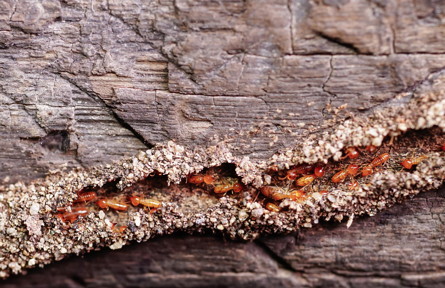 termites in wood