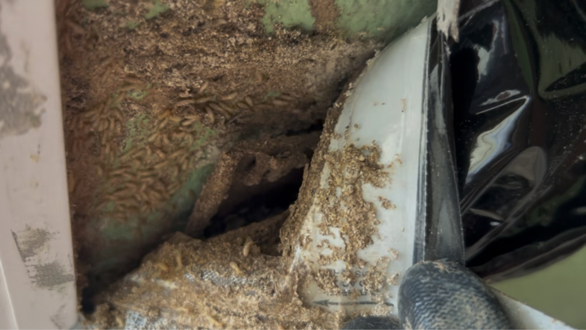 Termite Season in Southeastern NC: What to Watch For