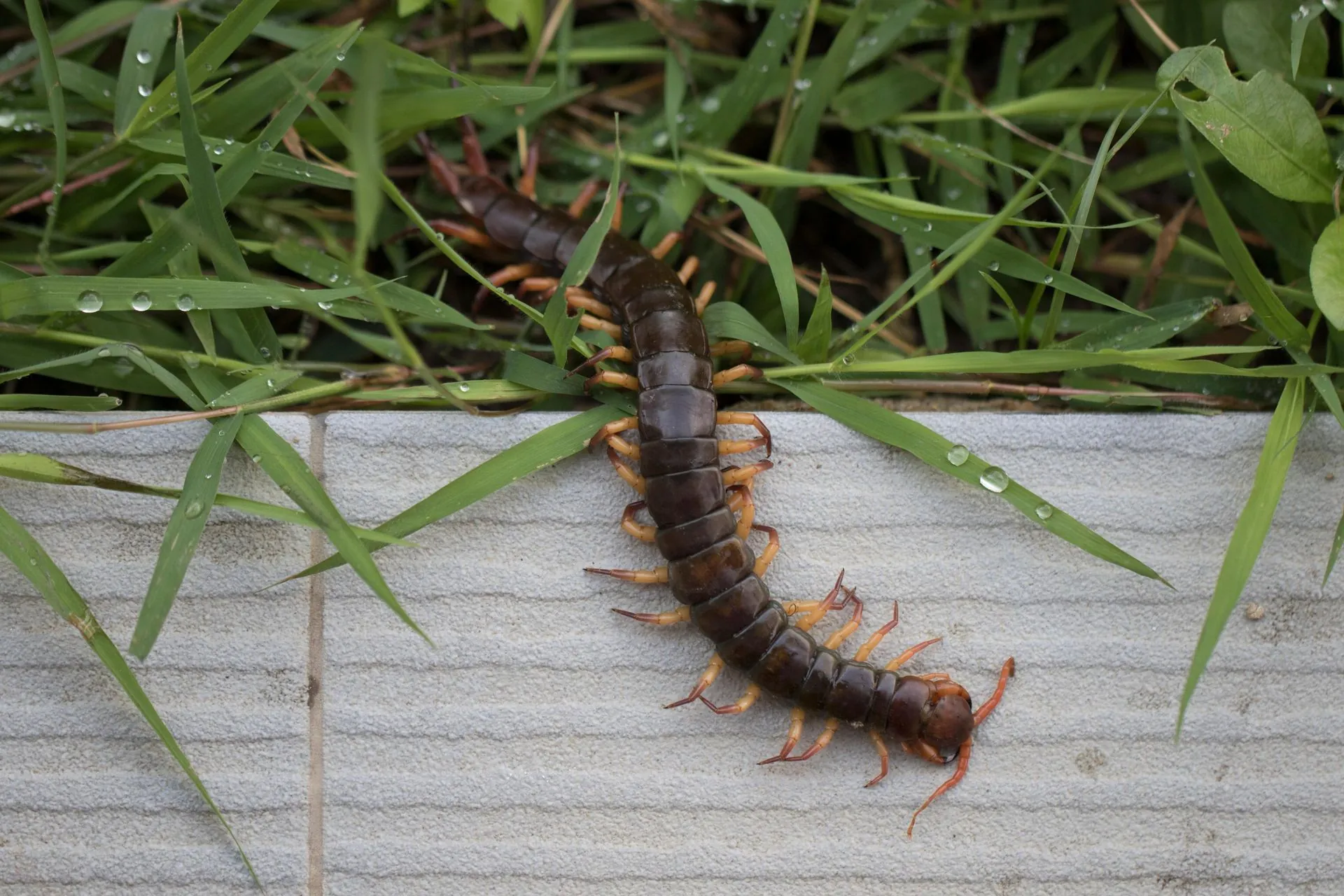 centipedesandmillipedes image termites in wood
