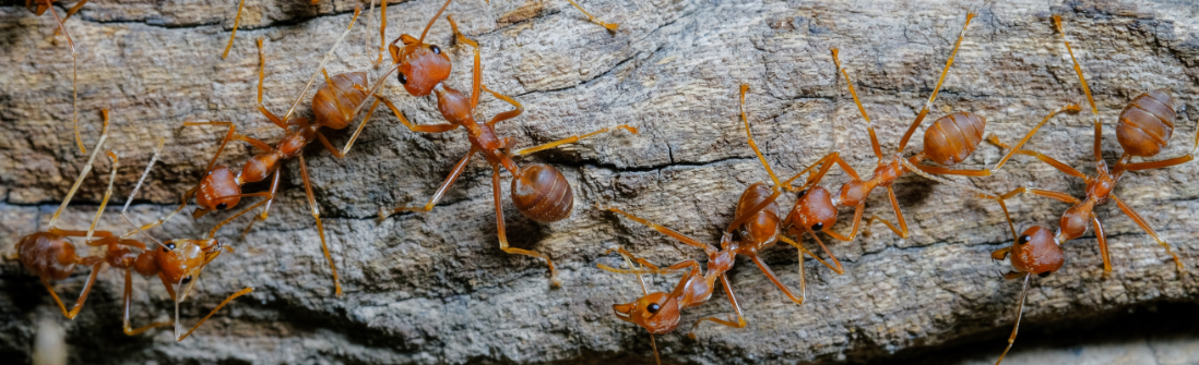 termites in wood