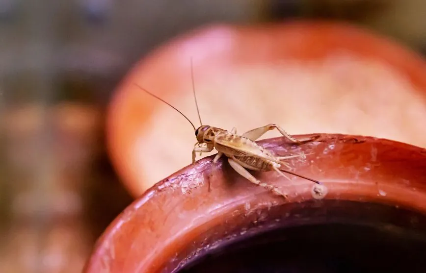 termites in wood