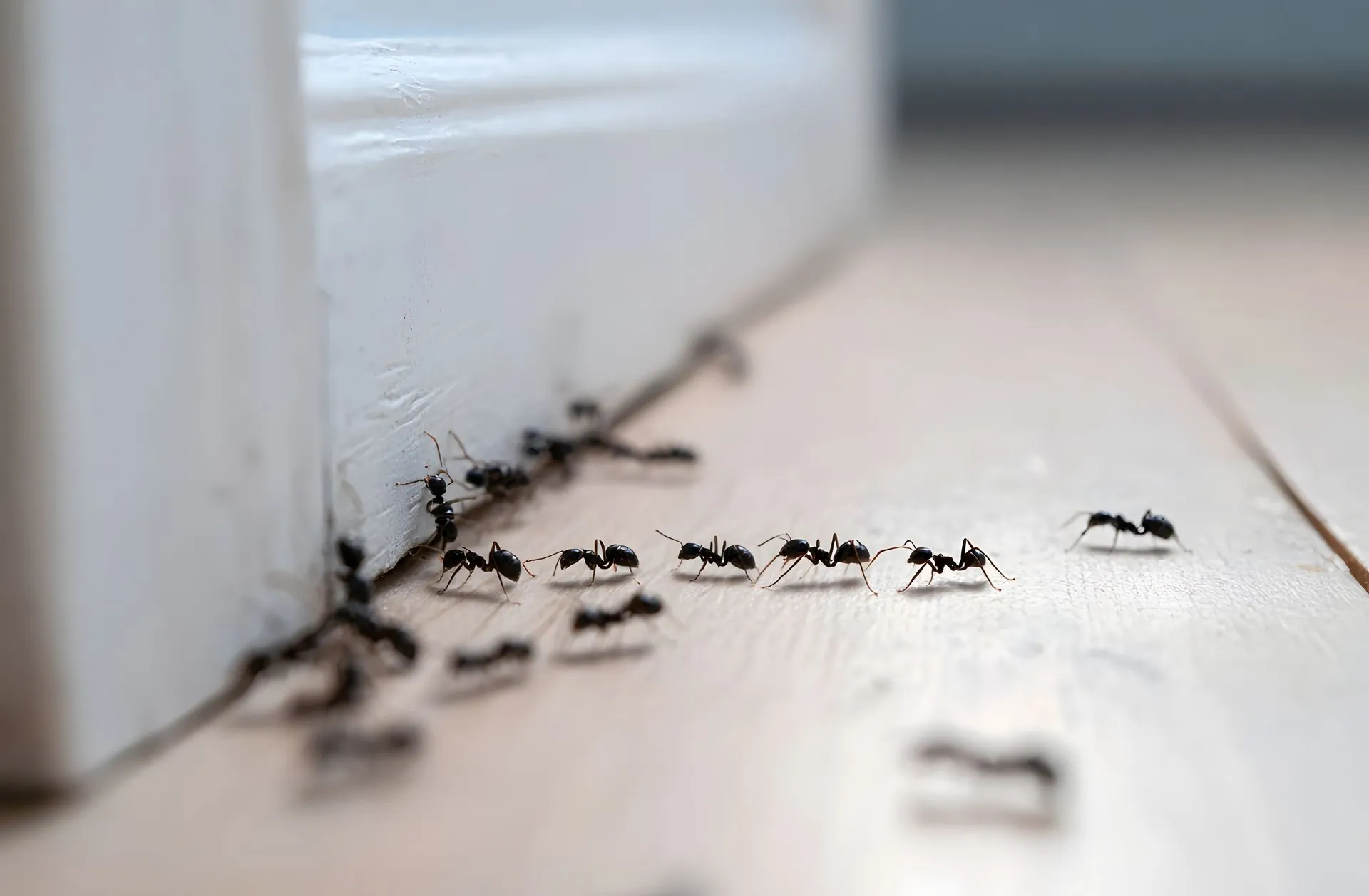 termites in wood