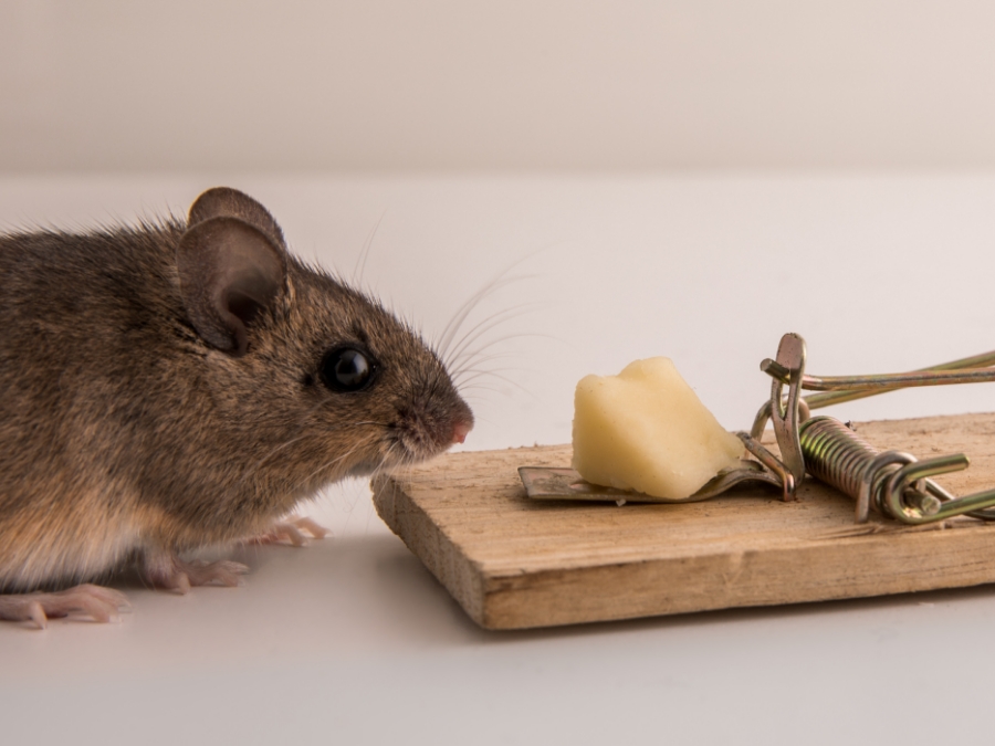 Rodent Control