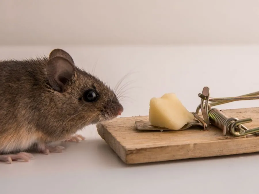 Rodent Control