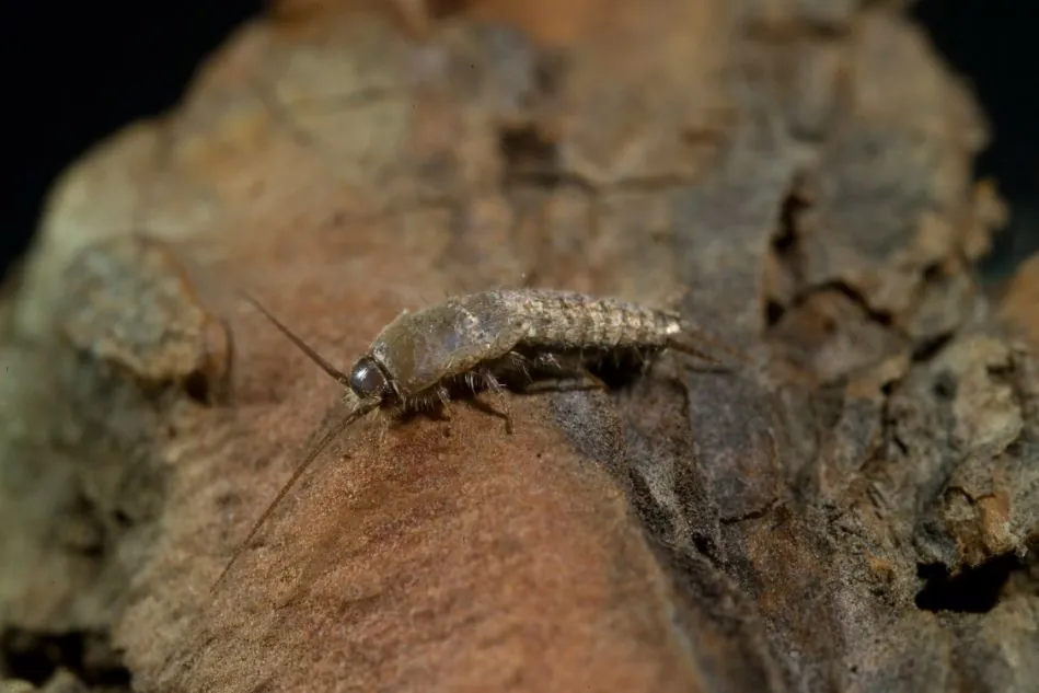 silverfishheader image termites in wood