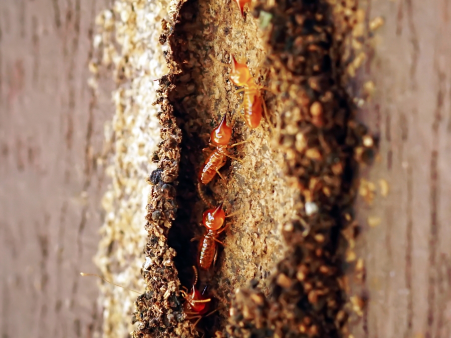 Termite Control